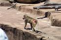 Columbia Zoo 11