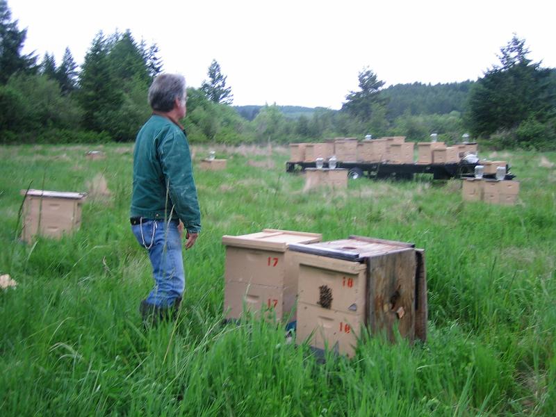 Bee Hives.jpg