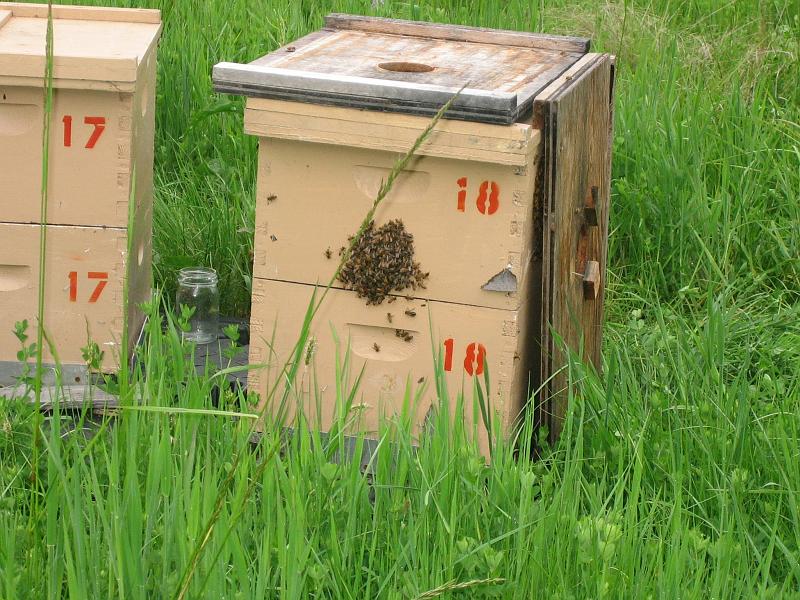 Bees Ready to Swarm 01.jpg