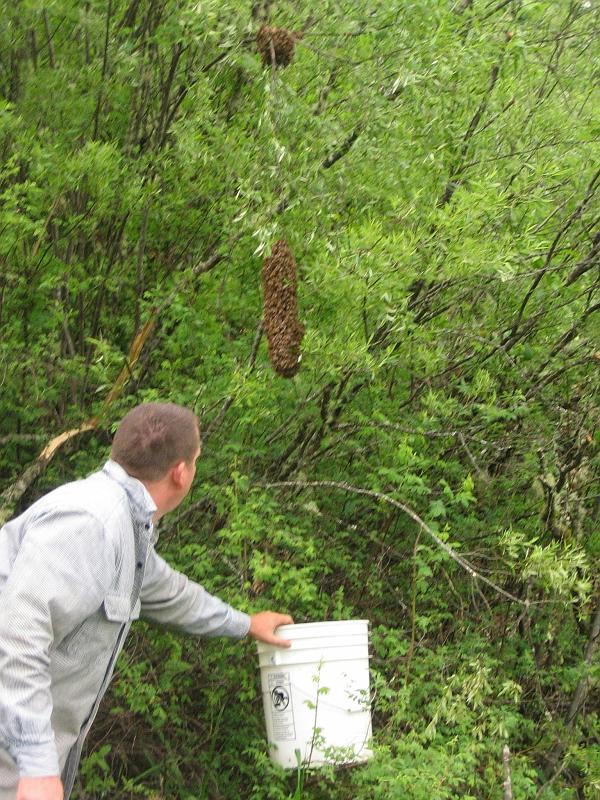 Shad Collecting Bees 03.jpg