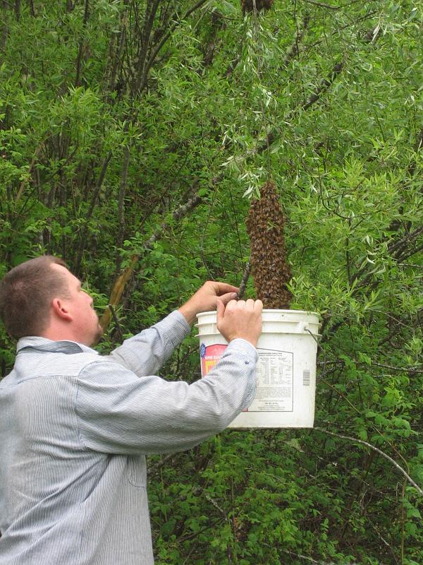 Shad Collecting Bees 04.jpg