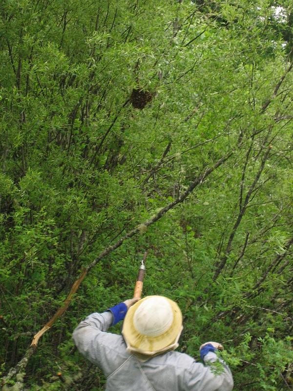 Shad Collecting Bees 06.jpg