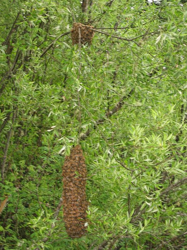 Two Swarms.jpg