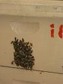 Bees Ready to Swarm 02