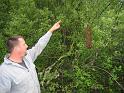 Shad Collecting Bees 01
