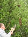 Shad Collecting Bees 02