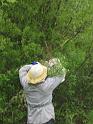 Shad Collecting Bees 07