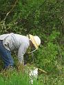 Shad Collecting Bees 08