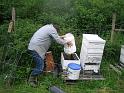 Shad Collecting Bees 10