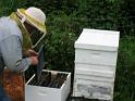Shad Collecting Bees 12