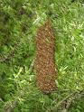 Swarm