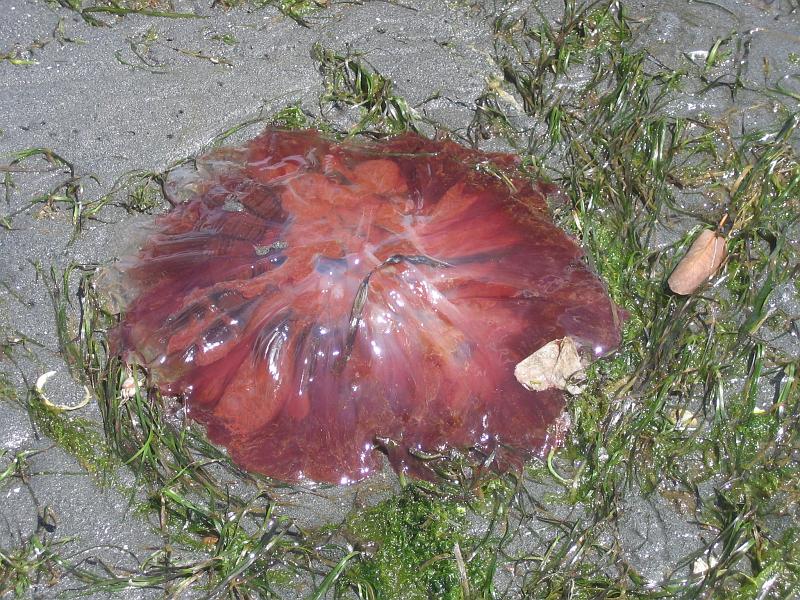 (03) Jellyfish.jpg