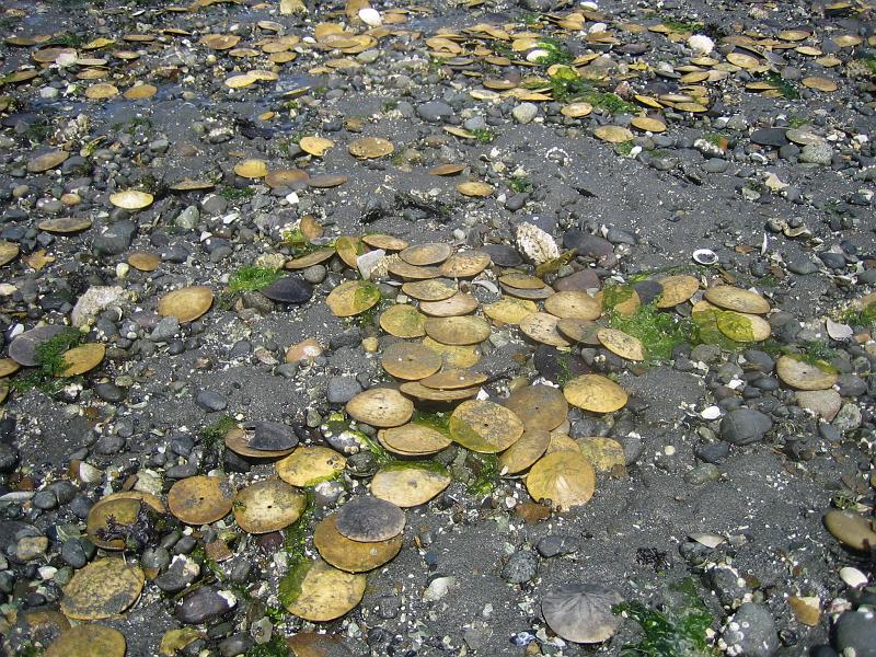 (04) Sand Dollars.jpg