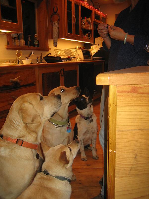 (12) The Dogs.jpg
