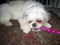 (09) Buddy & the Beads