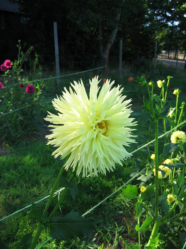 (03) Dahlia.jpg