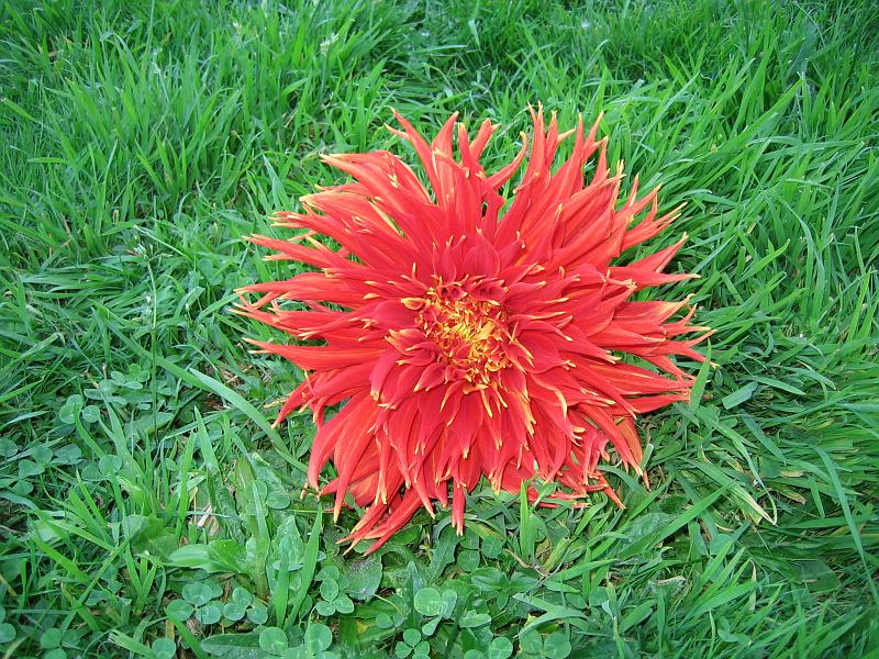 (05) Dahlia.jpg