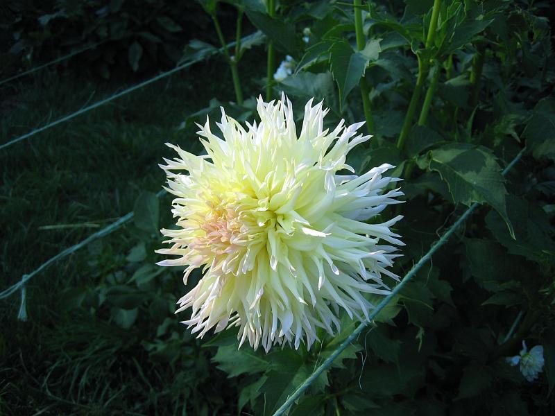 (08) Dahlia.jpg