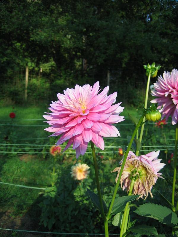 (09) Dahlia.jpg