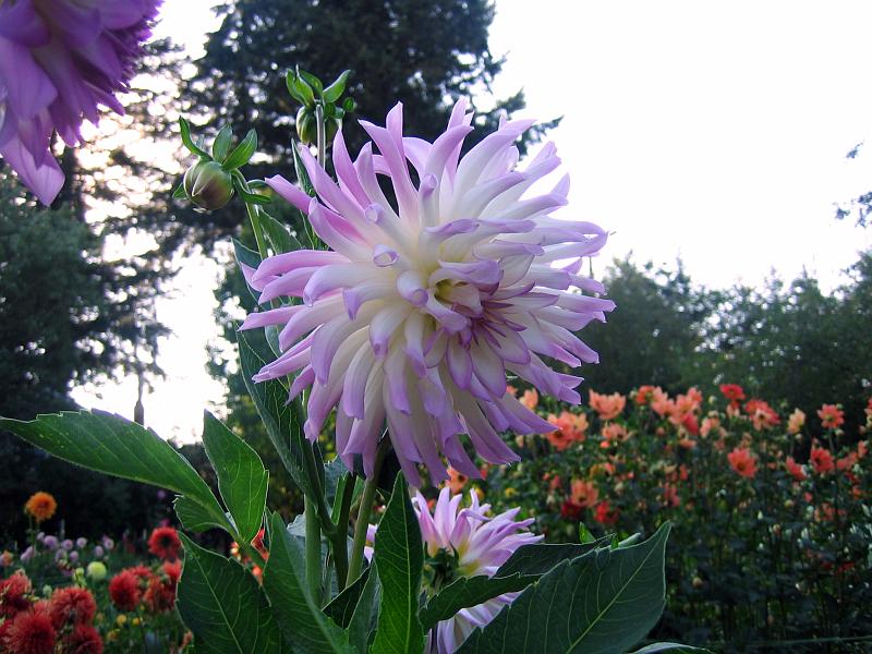 (10) Dahlia.jpg