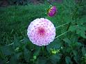 (04) Dahlia