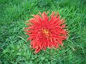 (05) Dahlia