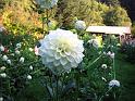 (06) Dahlia