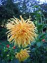 (07) Dahlia