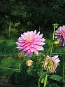 (09) Dahlia