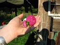 (11) Boutonniere Flower