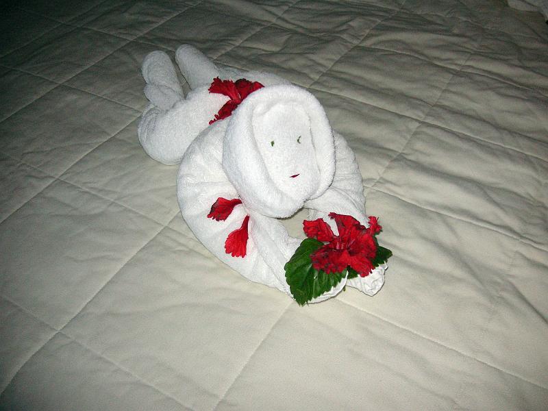 (17) Third Towel Creature.jpg - KONICA MINOLTA DIGITAL CAMERA