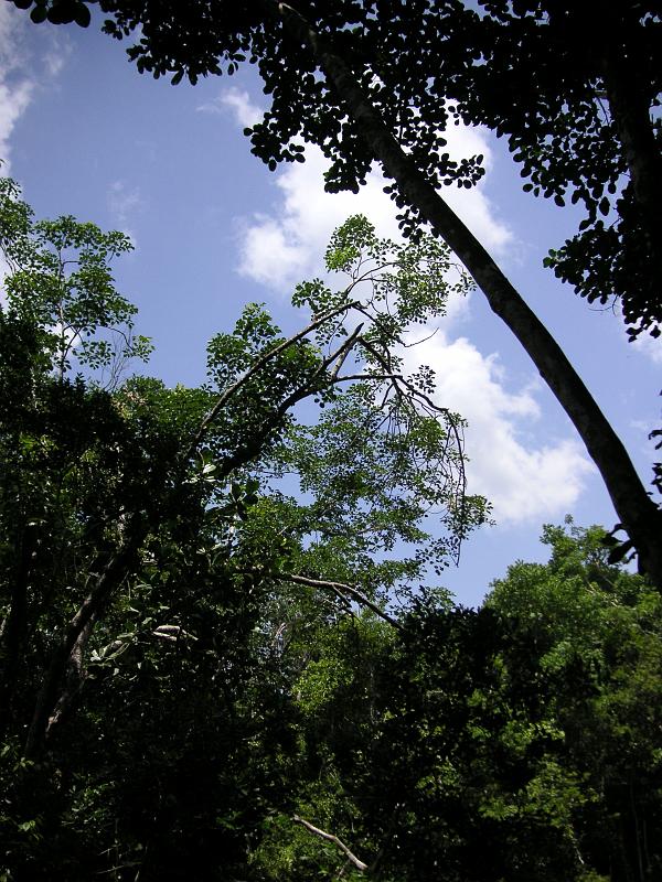 (28) Above the Cenote.jpg