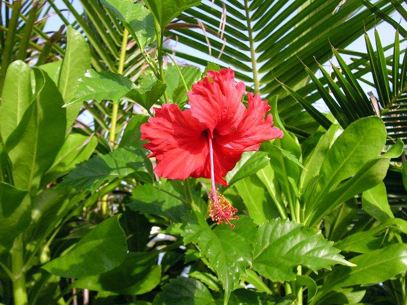 (39) Hibiscus Flower.jpg - KONICA MINOLTA DIGITAL CAMERA