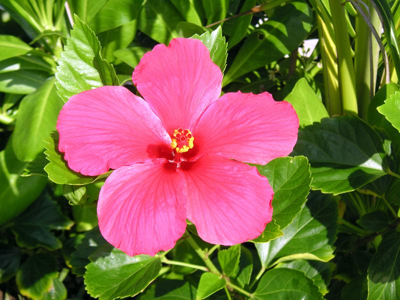 (59) More Hibiscus.jpg - KONICA MINOLTA DIGITAL CAMERA