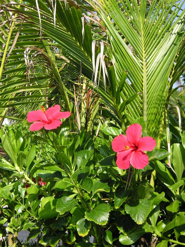 (60) More Hibiscus.jpg - KONICA MINOLTA DIGITAL CAMERA