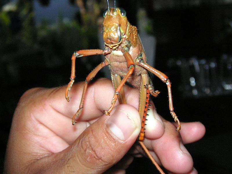 (73) Huge Cricket.jpg - KONICA MINOLTA DIGITAL CAMERA