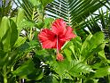 (39) Hibiscus Flower