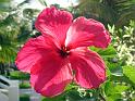 (69) More Hibiscus