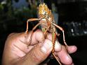 (73) Huge Cricket