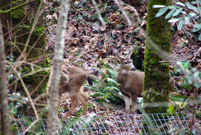 (30) deer behind house.jpg