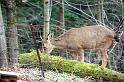 (31) deer behind house