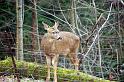 (32) deer behind house