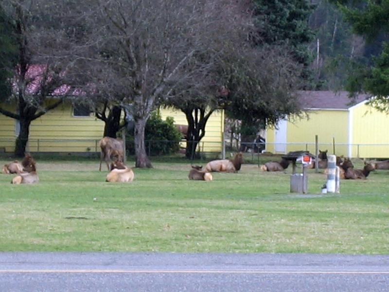 (13) Elk in the Town.jpg