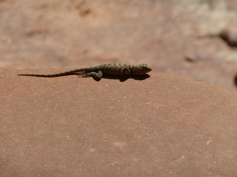 (055) Lounging Lizard.jpg
