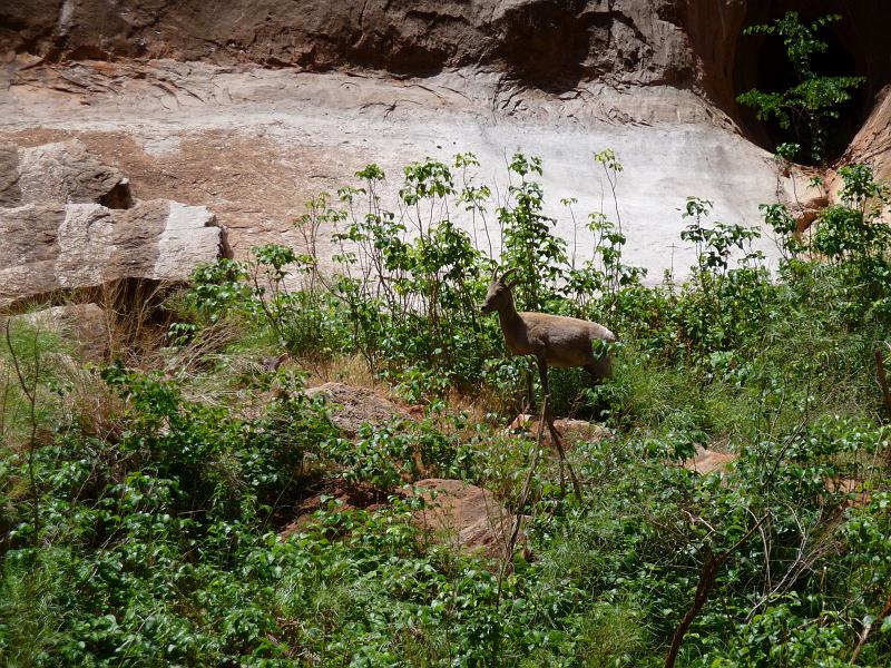 (061) Big Horn Sheep at Vasey´s Paradise.jpg