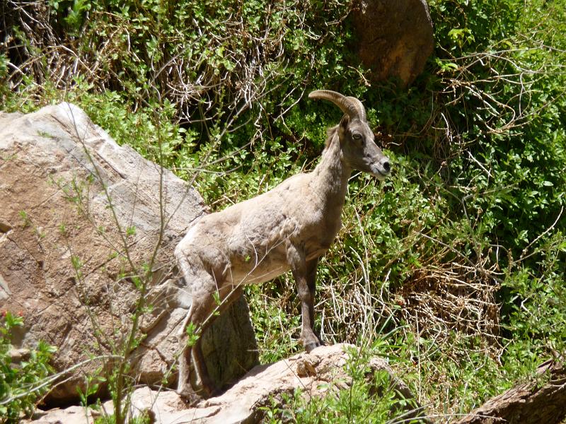 (066) Big Horn Sheep at Vasey´s Paradise.jpg