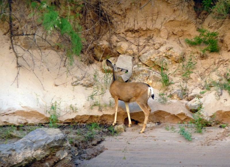 (090) Mule Deer.jpg