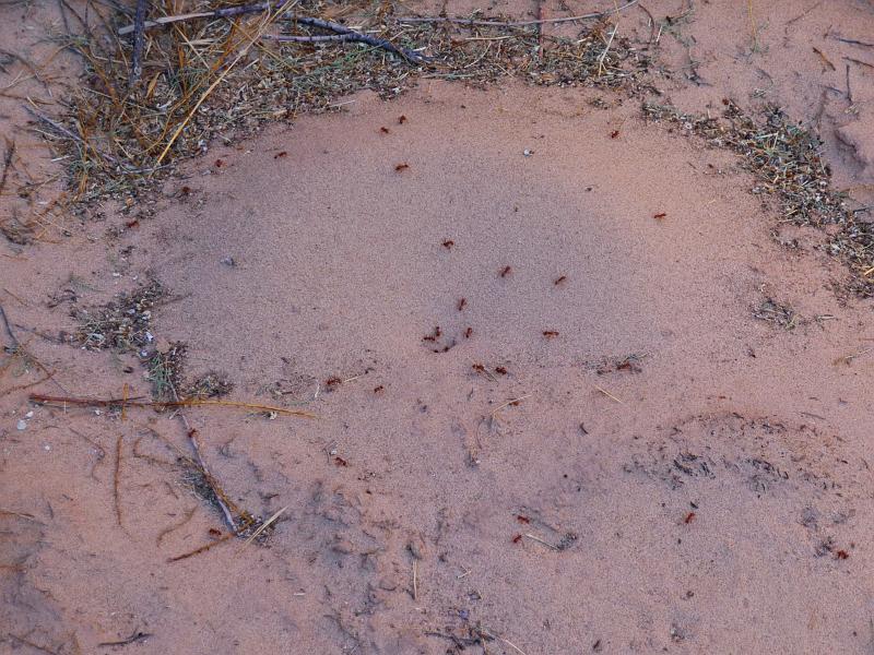 (097) Red Ant Hill Near Our Tent.jpg