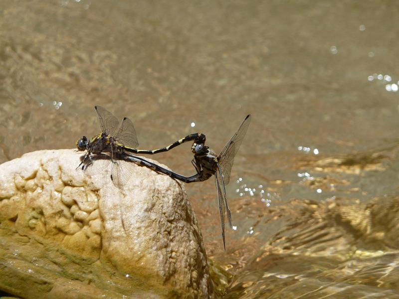 (276) Mating Dragonflies.jpg
