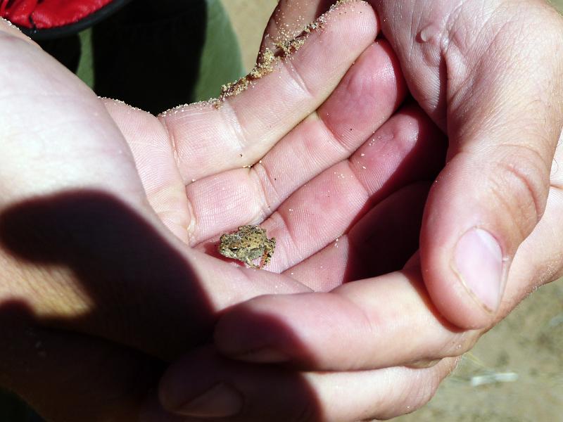 (324) Tiny Frog.jpg
